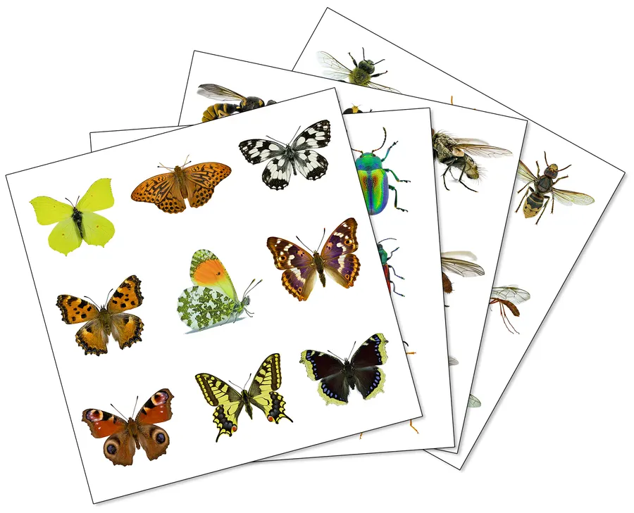 Aufkleber – Megadiverse Insektenordnungen