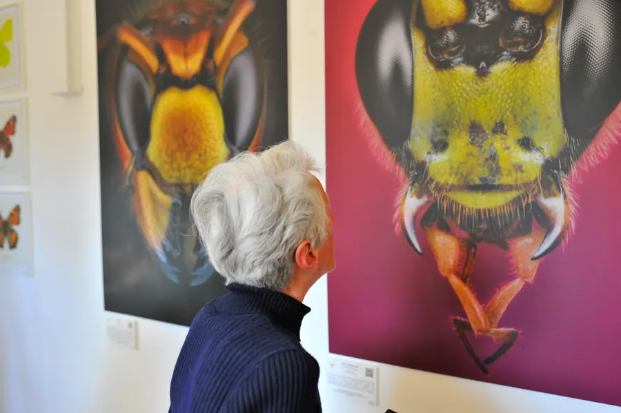 Insekten-Makrofotografie