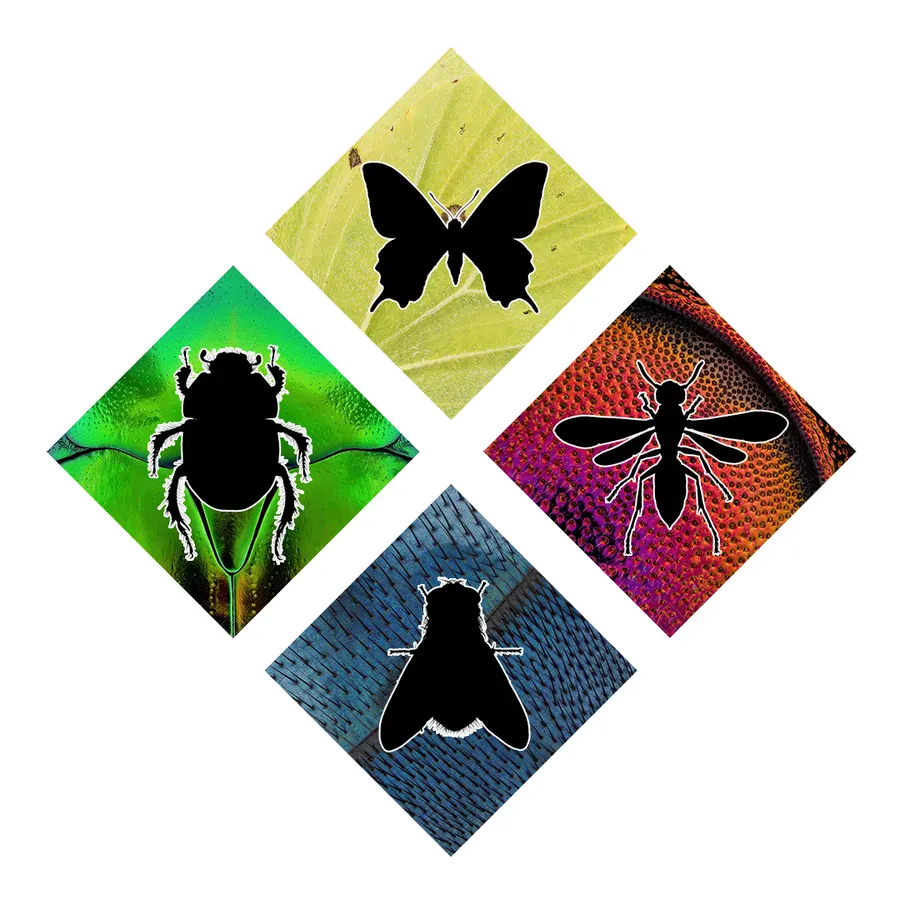 Megadiverse Insektenordnungen