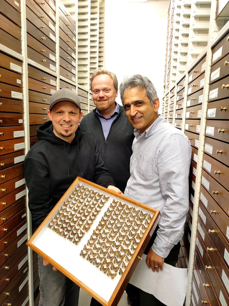 Thorben Danke, Prof. Dr. Lars Krogmann und Dr. Hossein Rajaei mit einem Insektenkasten in der Sammlung des Naturkundemuseums Stuttgart