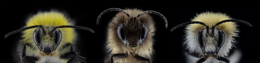 Wildbienen