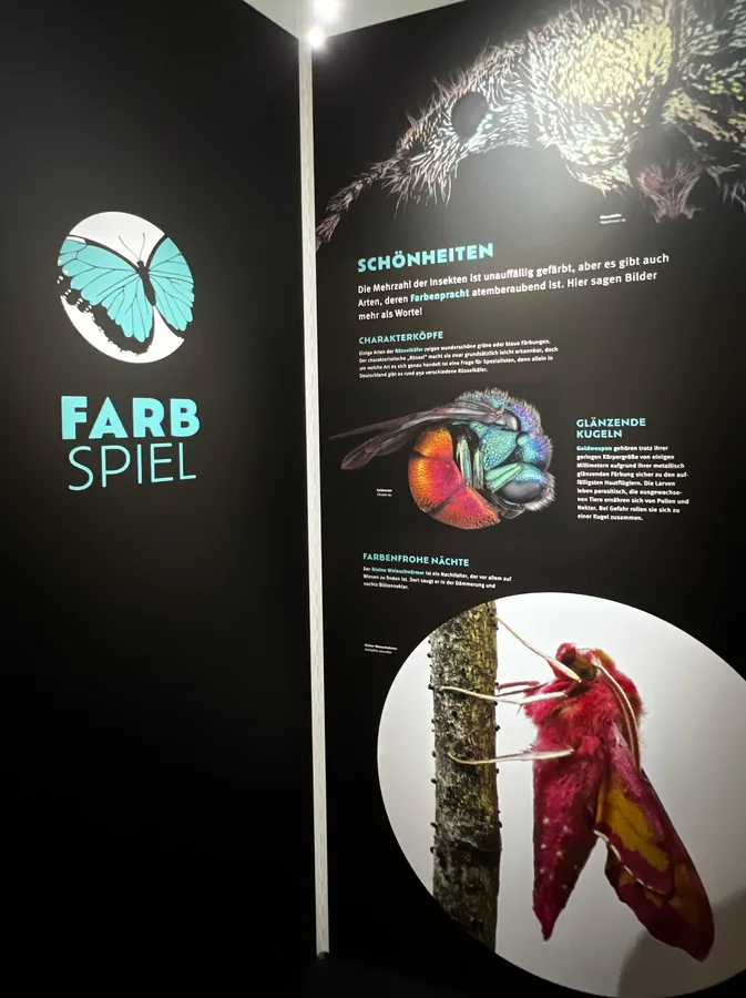 INSEKTOMANIA, Mainz