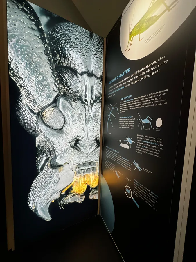 INSEKTOMANIA, Mainz