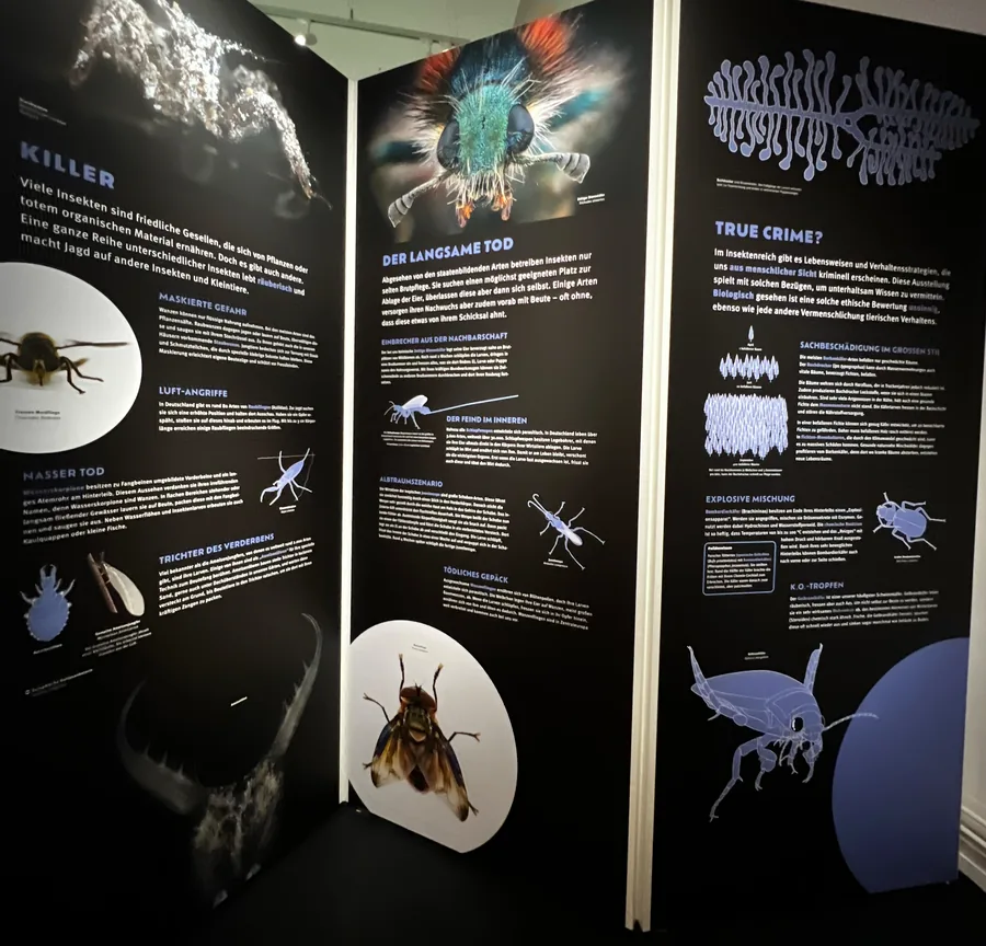 INSEKTOMANIA, Mainz