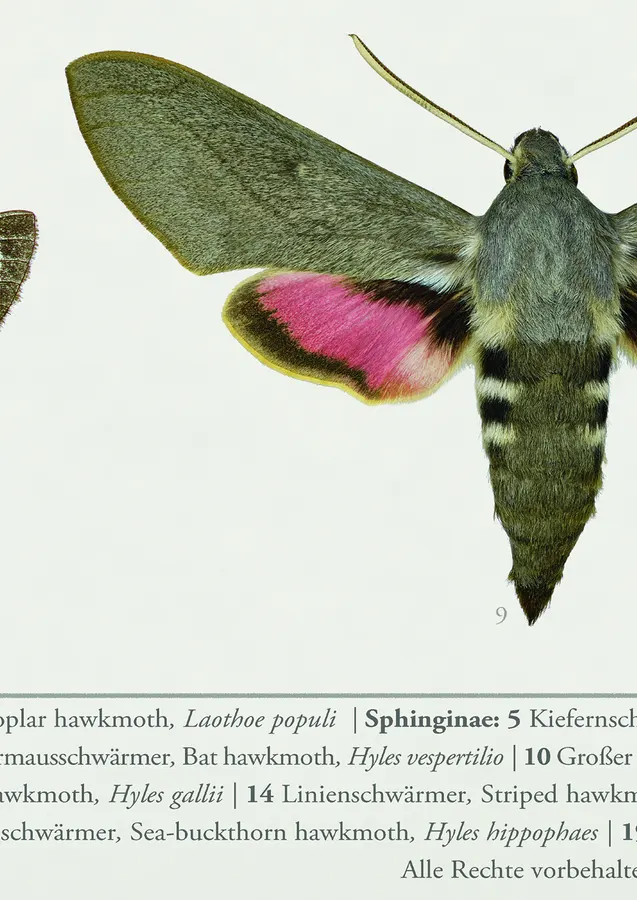 Die Schwärmer Mitteleuropas – Detail