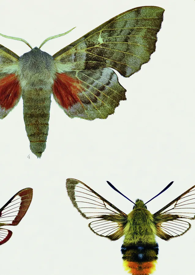 Die Schwärmer Mitteleuropas – Detail