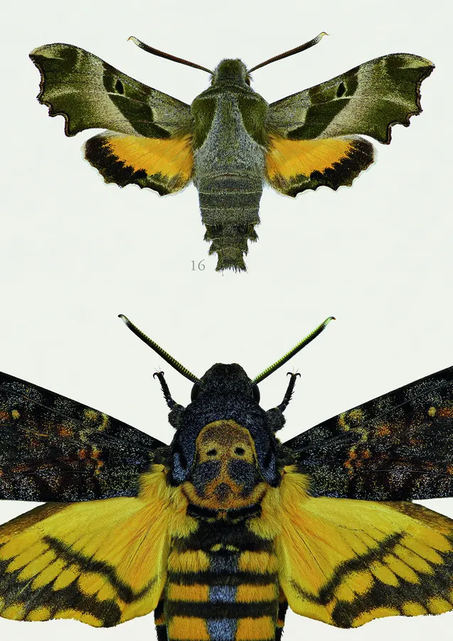 Die Schwärmer Mitteleuropas – Detail