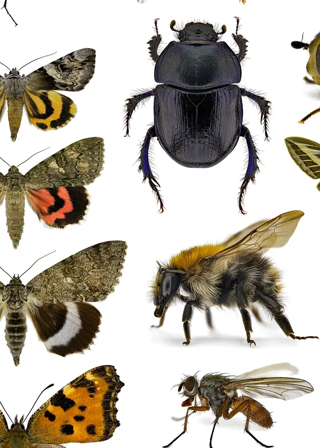 Insects – Detail