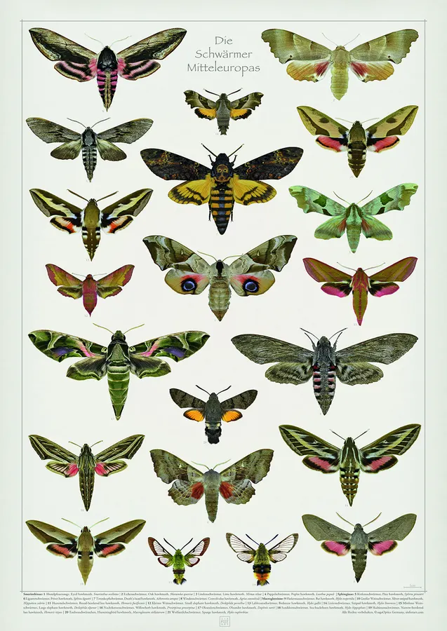 Poster Schwärmer