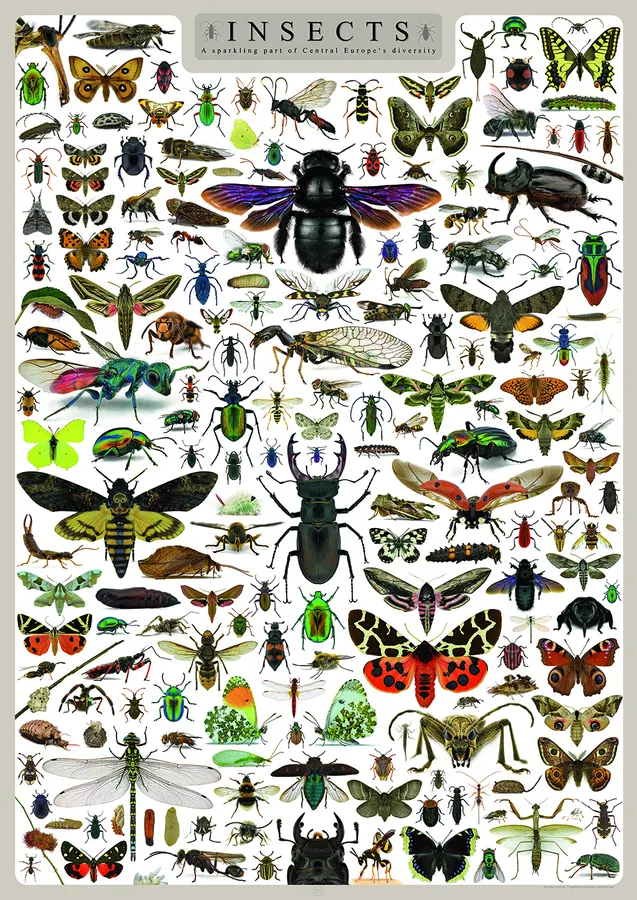 Insects