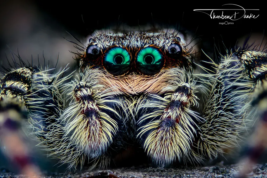 Springspinne